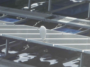 フロート式水上太陽光パネルの上で休憩する鳥